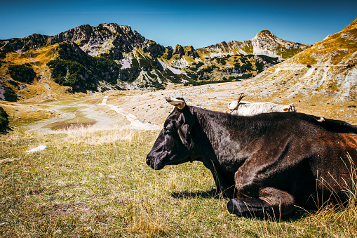 A cow resting during a grazing period in summer on a mountain peak.