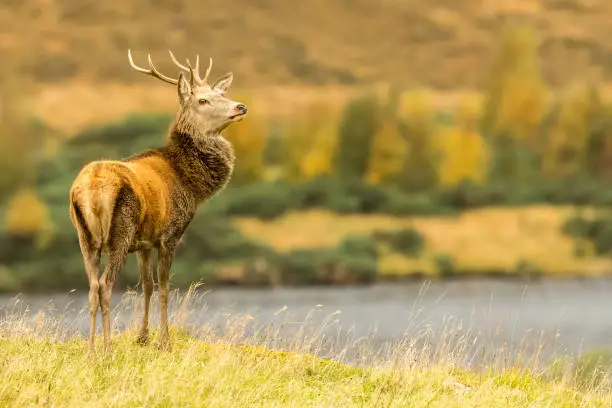 Red deer stag (latin name: Cervus elaphus) Monarch of the Glen, stood majestically besides a loch in Glen Strathfarrar, Scottish Highlands. Facing right.  Head raised. Natural surroundings. Horizontal.  Space for copy.