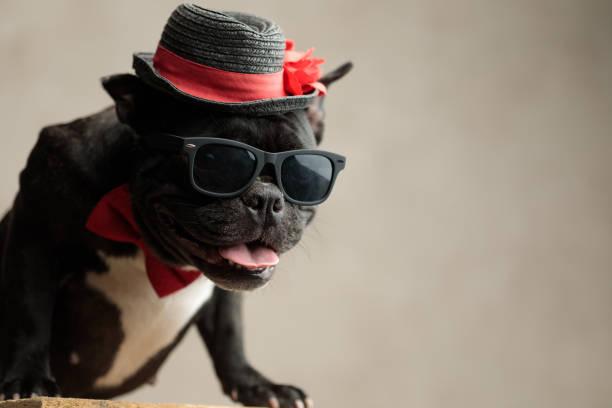 istock french bulldog wearing hat sitting and panting 1185408314