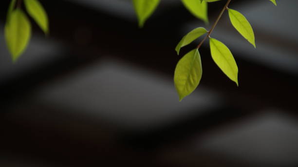 istock view of nature green leaves on blurred greenery sky background with sunlight 1185408414