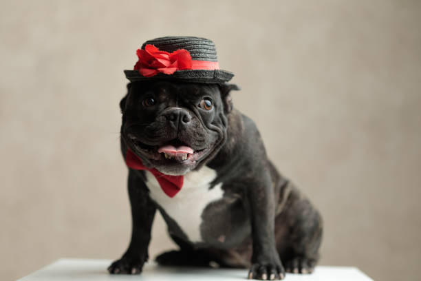 istock french bulldog wearing hat sitting and looking away 1185408533