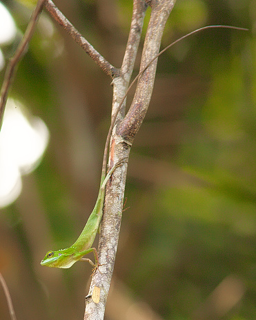 Green Crested Lizard (Bronchocela cristatella) poses on a sapling trunk, in lowland secondary forest, Selangor, Malaysia