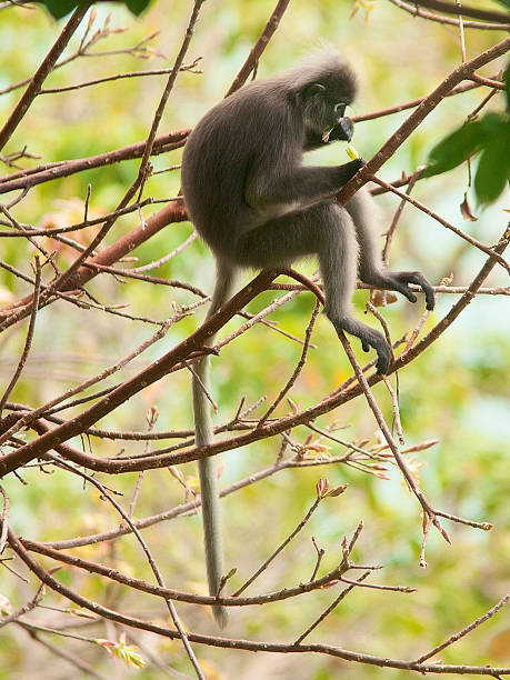 istock A Dusky Langur feeds on tree buds by the edge of the rainforest 1185408853