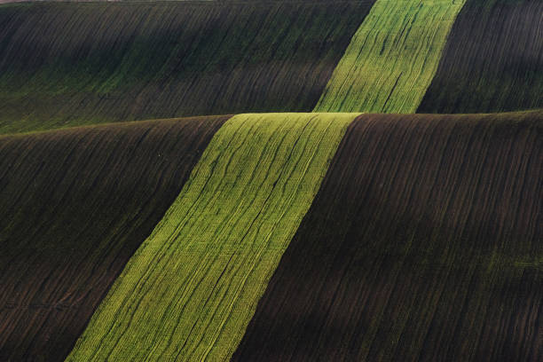 Line of fresh trees on the green agriciltural fields at daytime.