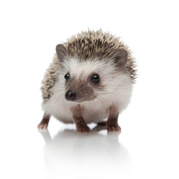 istock cute african hedgehog walking and looking to side 1185409993