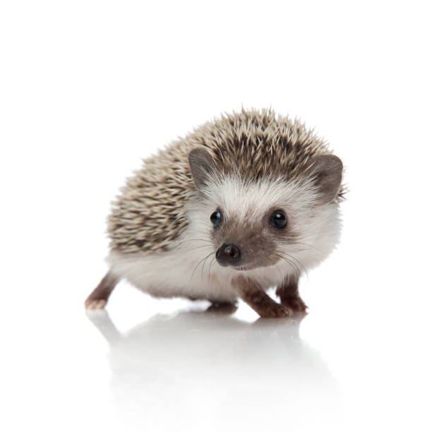 istock adorable african hedgehog walking and looking to side 1185410008