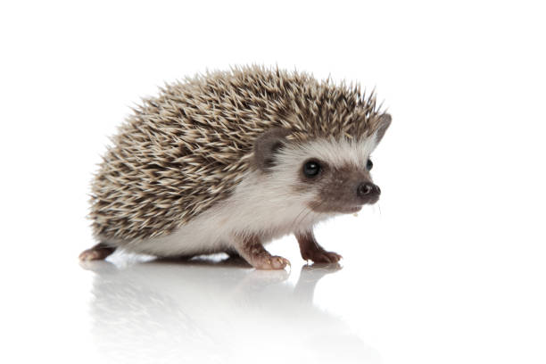 istock cute african hedgehog walking on white background 1185410041