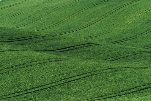 Green agricultural fields of Moravia at daytime. Nice weather.