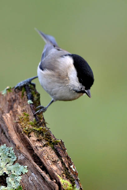 Marsh Tit Marsh  tit on a branch in a garden parus palustris stock pictures, royalty-free photos & images
