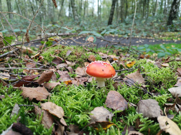 istock fly agaric (Amanita muscaria) in a misty wet birch forest on the lake Baldeney 1185410120