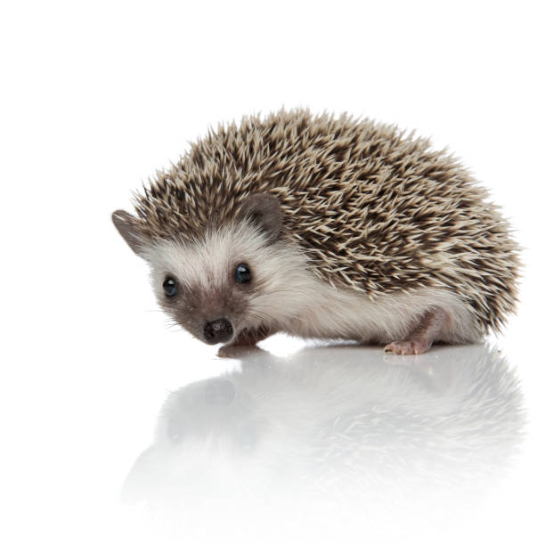 istock side view of cute african hedgehog exploring 1185410125