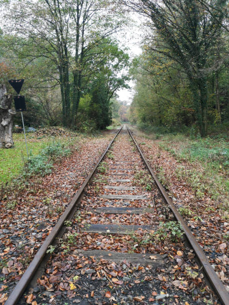 istock empty railroad track leading into an autumn forest 1185410126
