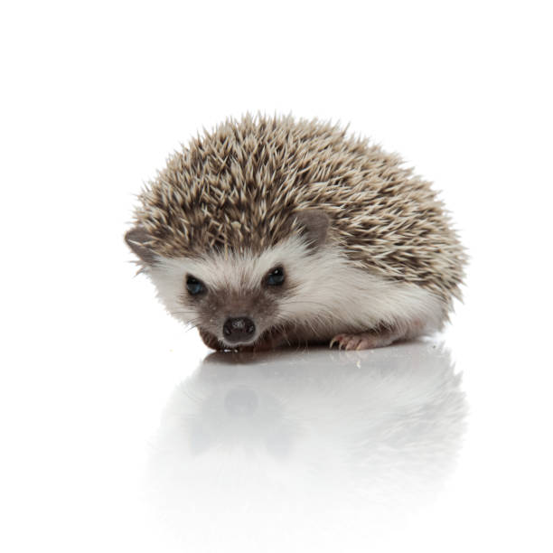 istock curious hedgehog sniffing and sitting on white background 1185410136