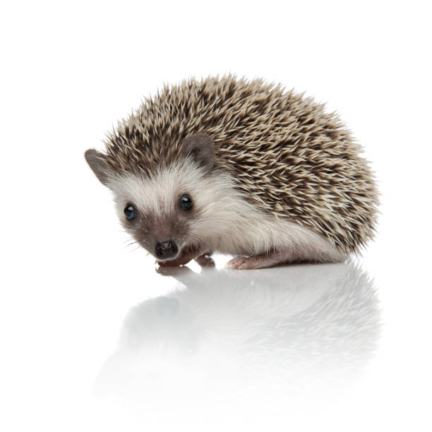 istock side view of cute african hedgehog searching and exploring 1185410142