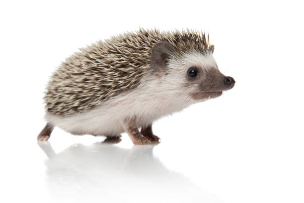 istock side view of cute african hedgehog looking to side 1185410173