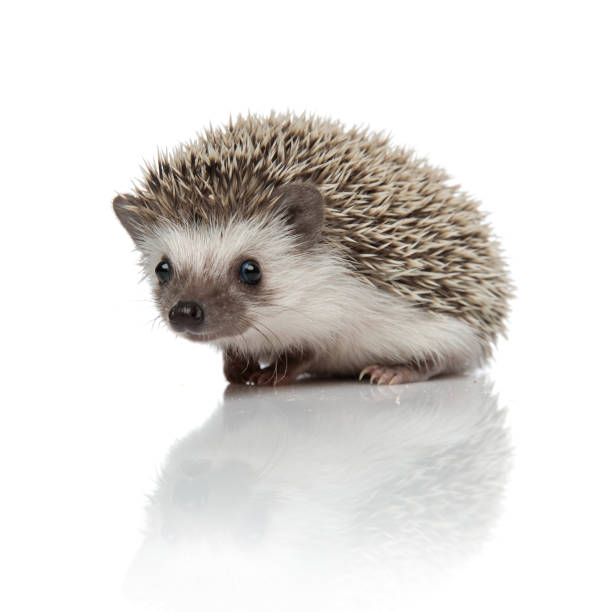 istock cute african hedgehog sitting on white background 1185410226