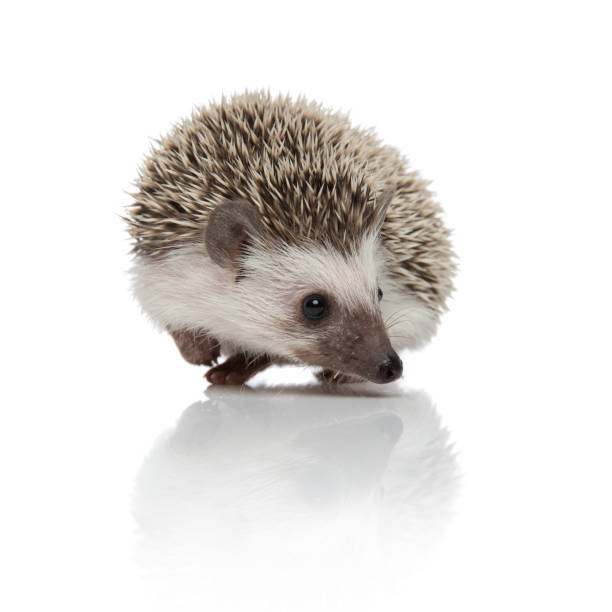 istock curious african hedgehog looking to side and searching 1185410234