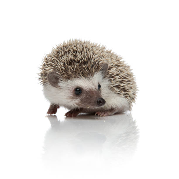 istock cute african hedgehog looking to side on white background 1185410255