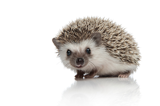 side view of adorable african hedgehog searching and walking isolated on white background, full body