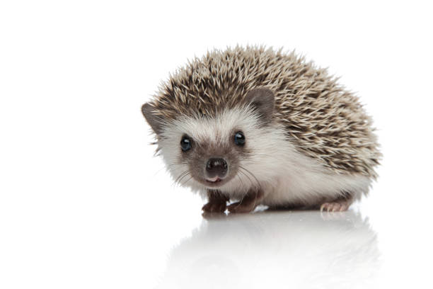 side view of adorable african hedgehog searching side view of adorable african hedgehog searching and walking isolated on white background, full body rodent photos stock pictures, royalty-free photos & images
