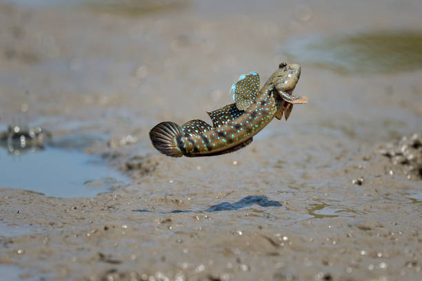 close up Mudskipper jump close up action Mudskipper jump in the sea trimma okinawae stock pictures, royalty-free photos & images