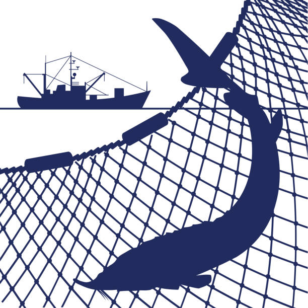 Web Silhouette of sturgeon fish on the background of the marine nets and fishing ship. Vector illustration roe river stock illustrations