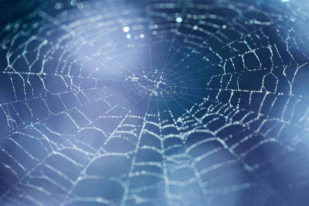 Close up spider web with blue and purple hues