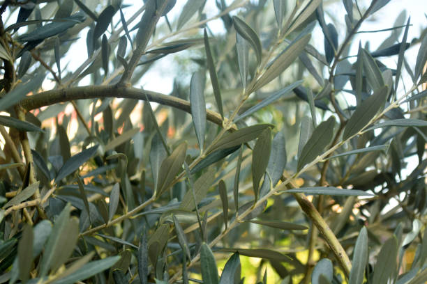 istock Olive tree branches with green leaves. Green bush in sunny day 1185414164