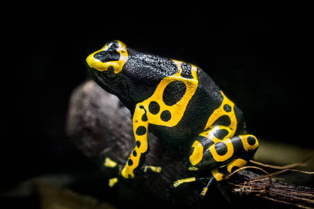 Yellow-banded poison arrow frog Close up of yellow-banded poison arrow frog (also known as bumblebee poison frog) against black background. anura stock pictures, royalty-free photos & images