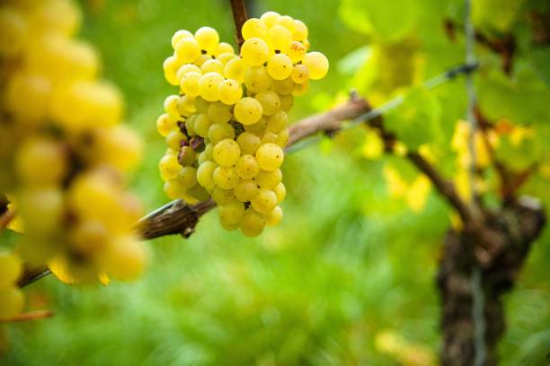 istock White Burgundy harvest on the vine 1185416226