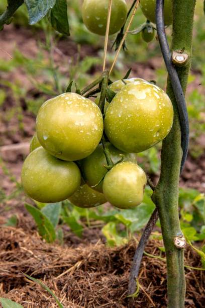 istock Green tomatoes on foot 1185417042