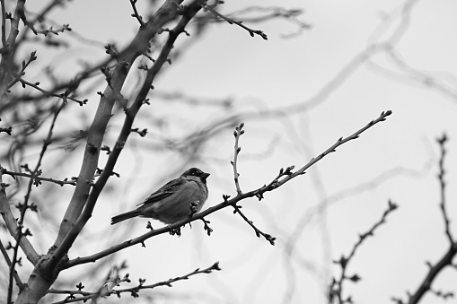 sparrow bird sitting on the bare tree branch, bw photo