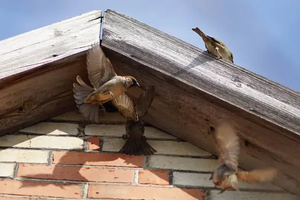 Photo of sparrows fly up to their nest in the roof of the house