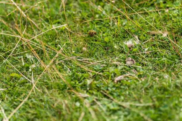 Countryside meadow grass and small wild field flowers - background image