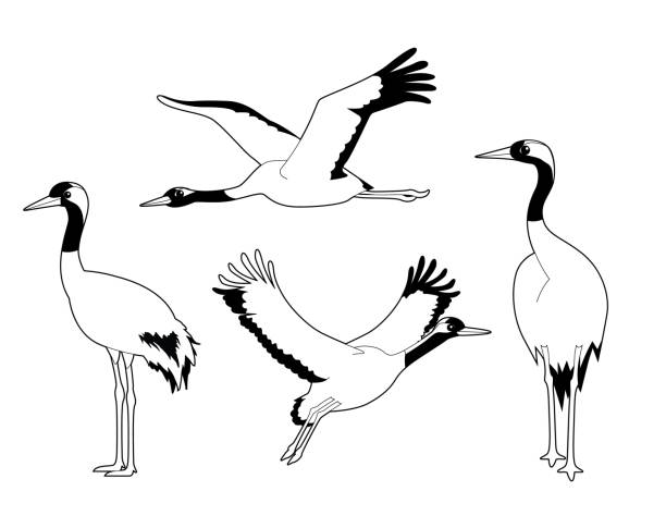 Common Crane Cute Cartoon Vector Coloring Book Animal Cartoon EPS10 File Format eurasian crane stock illustrations
