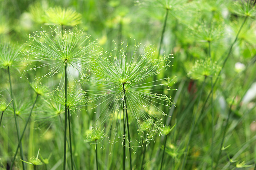 Cyperus family with fibrous leaves. Green papyrus in the lake.