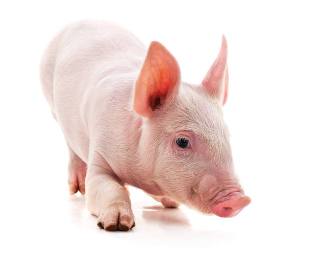 istock Little pink pig. 1185420703