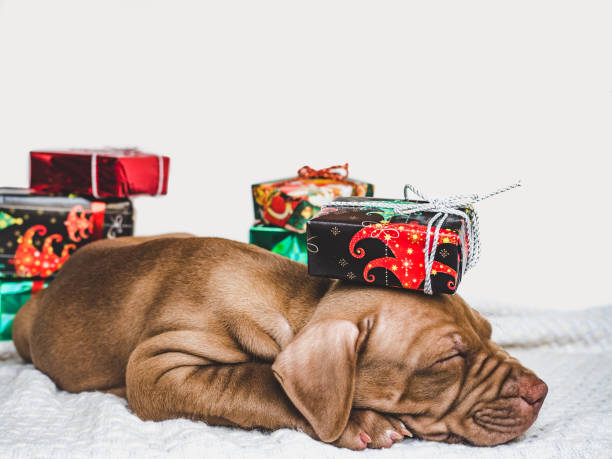istock Young, charming puppy and a festive box 1185420734