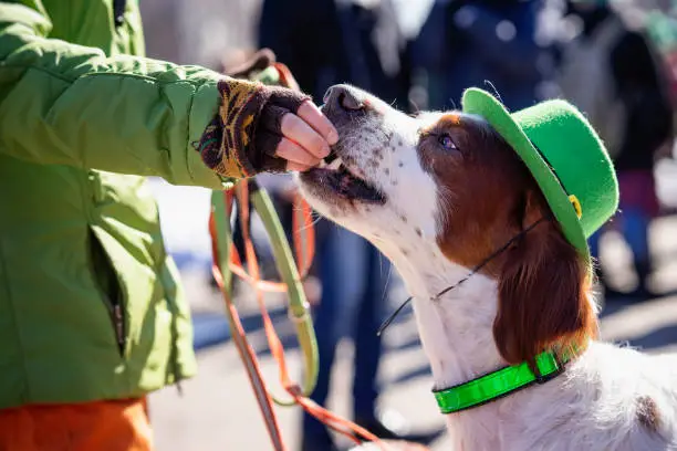 Funny Irish Setter in green hat eat from hand of owner the treat, Saint Patrick day holiday. St.Patrick traditional carnival