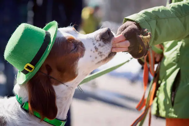 Funny intelligent Irish Setter in green hat closeup eat from hand of owner the treat, St.Patrick holiday party, traditional carnival