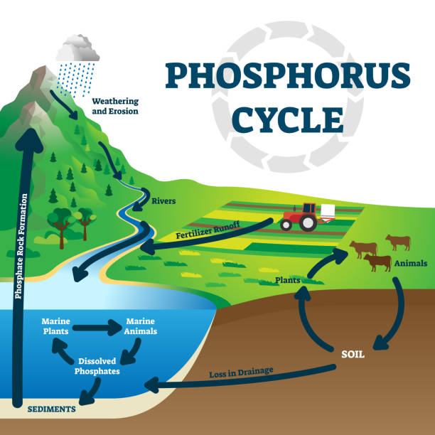 ilustrações de stock, clip art, desenhos animados e ícones de phosphorus cycle vector illustration. labeled earth chemical element scheme - 4605