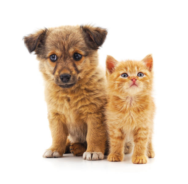 istock Kitten and puppy. 1185421126