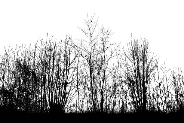 istock beautiful black tree silhouettes isolated on black background 1185421255