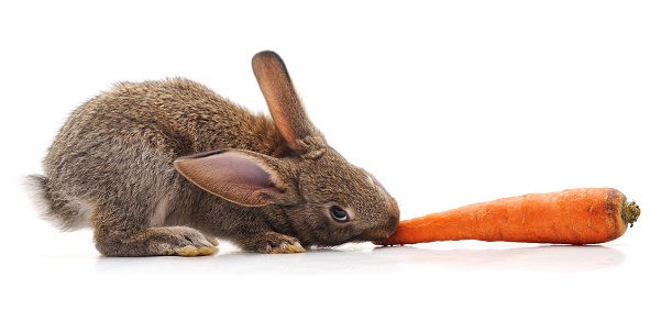 Rabbit and carrot isolated on a white background.