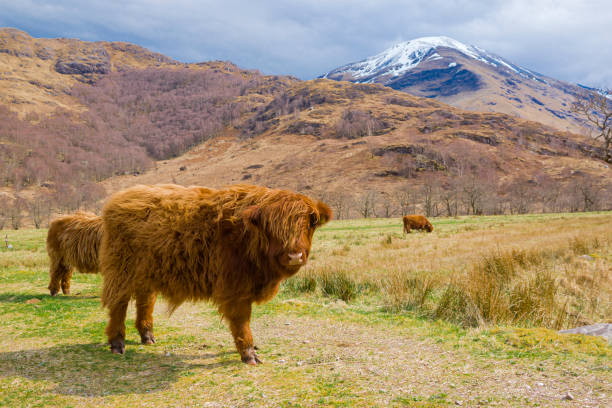 istock Highland cattles on pasture farm, scottish cows. 1185422147