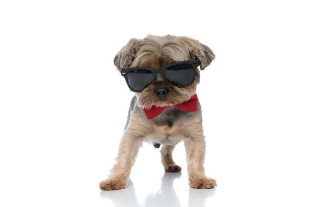 istock yorkshire terrier dog wearing sunglasses and red bowtie 1185422149