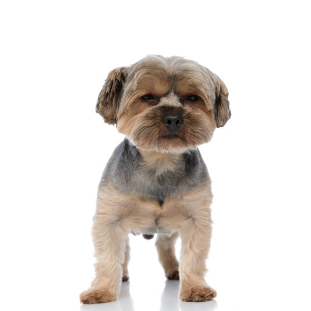 istock yorkshire terrier dog with brown fur standing and looking ahead 1185422252