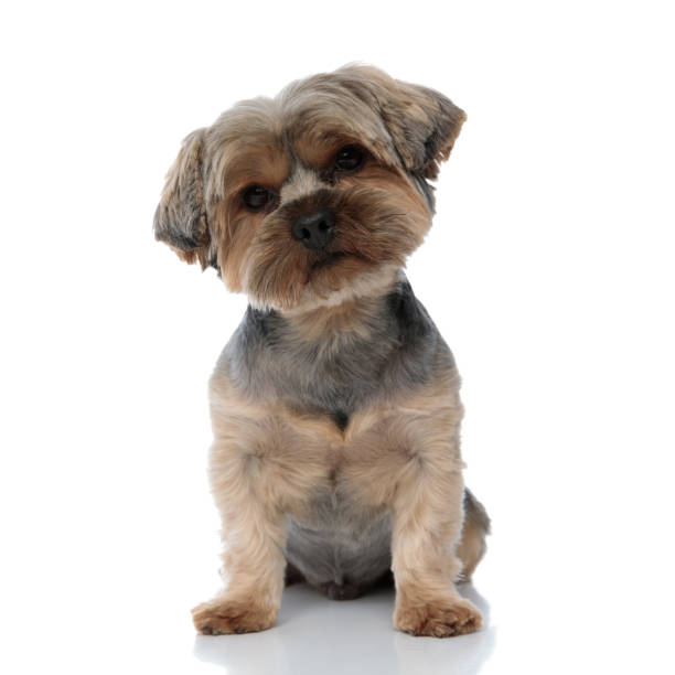 istock yorkshire terrier dog sitting and staring at camera confused 1185422269