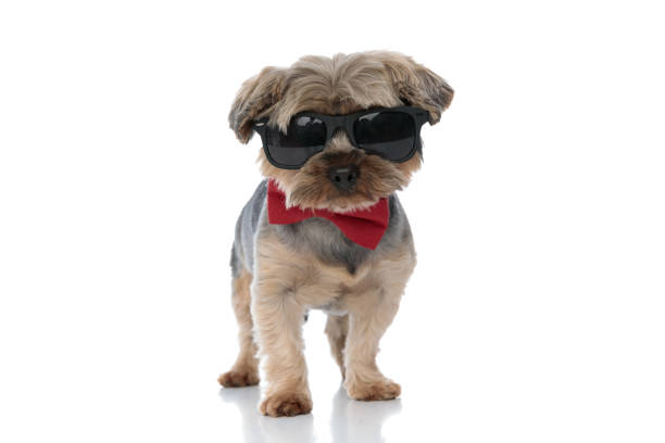 istock yorkshire terrier dog staring at camera behind his cool sunglasses 1185422406