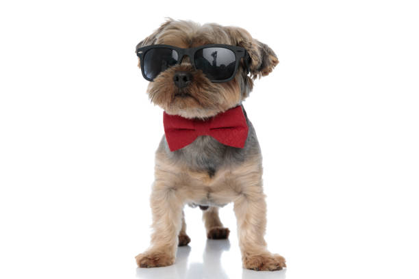 istock yorkshire terrier dog wearing sunglasses standing with cool attitude 1185422426